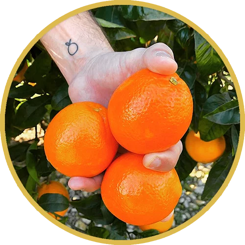 fruteate-exportacion_comercializacion_naranjas_y_exprimidores
