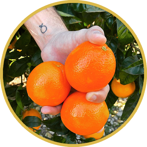 fruteate-exportacion_comercializacion_naranjas_y_exprimidores