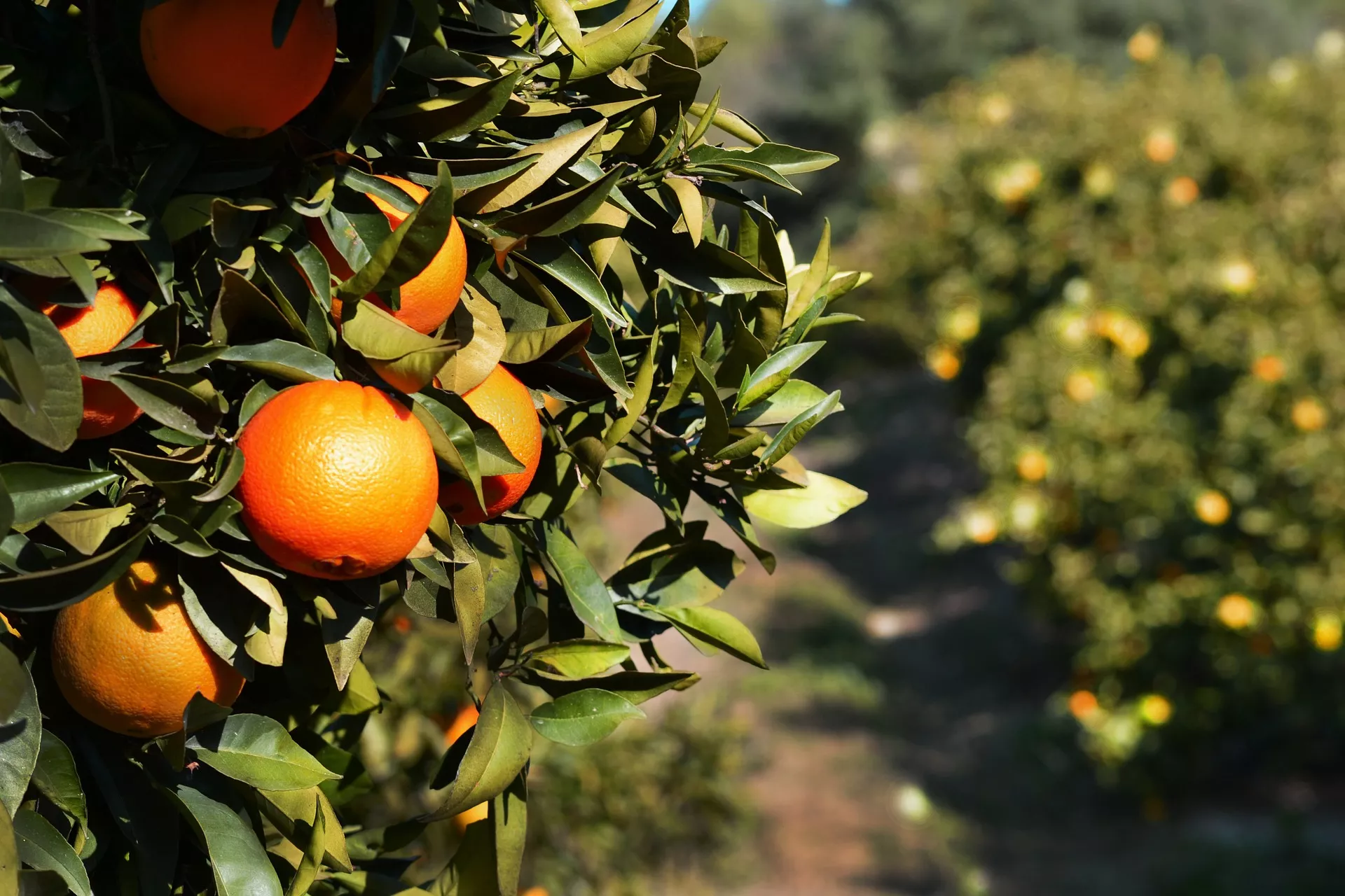 Temporada naranjas españa