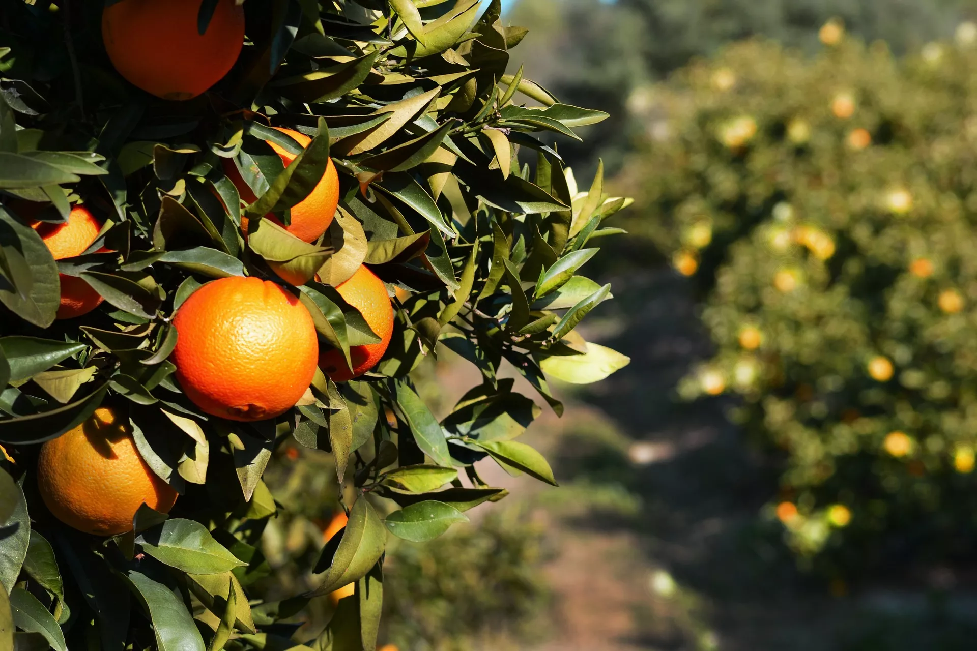 Orange season spain