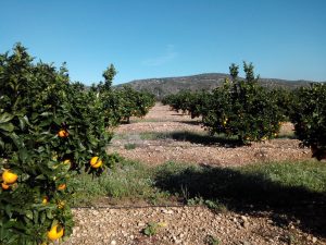 Finca de naranjas