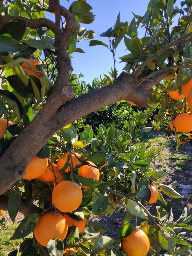 production-d’orange-en-espagne