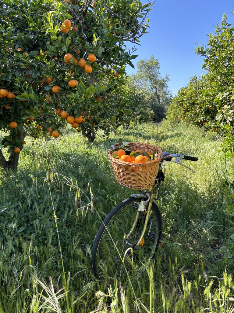 orange-feuille-non-traitee-apres-recolte